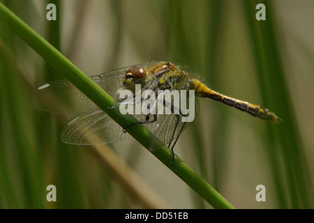 Sympetrum Danae Black Darter Libelle (weiblich) Stockfoto