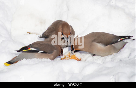 Seidenschwänze im Schnee Stockfoto