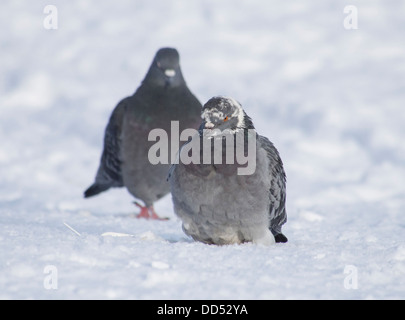 Tauben im Winter auf dem See Stockfoto