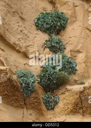 Meerkohl Crambe Maritima wächst in die Sandsteinfelsen in West Bay, Dorset, UK 2013 Stockfoto