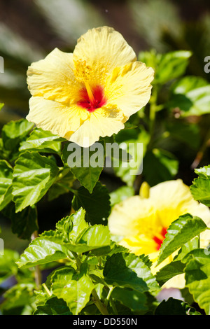 Gelben Hibiskusblüte über natürliche grüne Bokeh Hintergrund Stockfoto