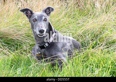 Porträt eines Windhundes im Gras. Stockfoto