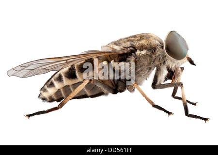 Großer Sumpf Pferdebremse Arten Tabanus autumnalis Stockfoto