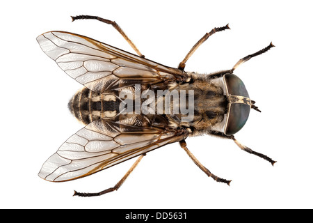 Großer Sumpf Pferdebremse Arten Tabanus autumnalis Stockfoto