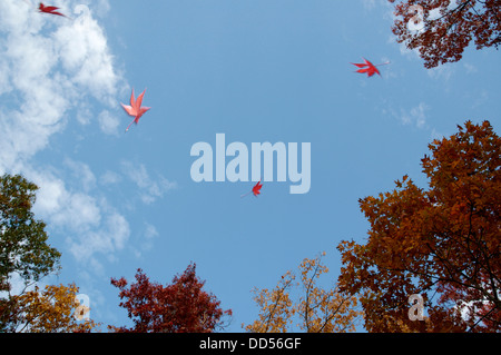 Ahornblätter Blätter fallen gegen einen blauen Herbsthimmel