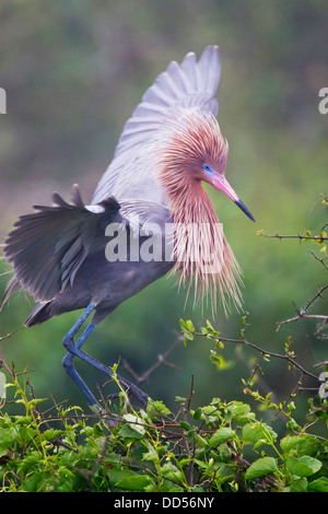 Rötliche Silberreiher (Egretta saniert) Erwachsenen in der Zucht Gefieder, Green Island Sanctuary, Texas, USA. Stockfoto