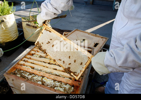 Elena Polisano hält einen Bienenstock der Honigbienen auf dem Dach des drei Hirschen Pub in Lambeth bei London Stockfoto