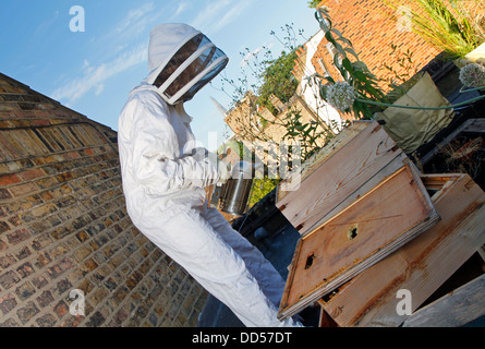 Elena Polisano hält einen Bienenstock der Honigbienen auf dem Dach des drei Hirschen Pub in Lambeth bei London Stockfoto
