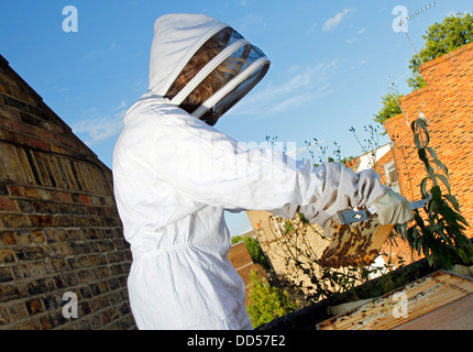 Elena Polisano hält einen Bienenstock der Honigbienen auf dem Dach des drei Hirschen Pub in Lambeth bei London Stockfoto