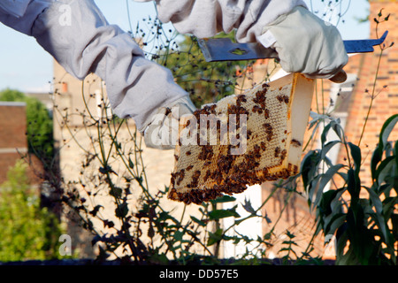 Elena Polisano hält einen Bienenstock der Honigbienen auf dem Dach des drei Hirschen Pub in Lambeth bei London Stockfoto