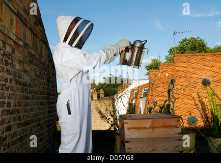 Elena Polisano hält einen Bienenstock der Honigbienen auf dem Dach des drei Hirschen Pub in Lambeth bei London Stockfoto