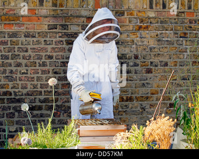 Elena Polisano hält einen Bienenstock der Honigbienen auf dem Dach des drei Hirschen Pub in Lambeth bei London Stockfoto