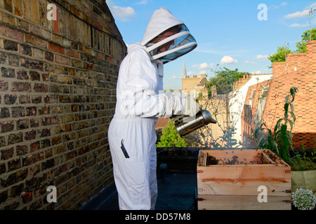 Elena Polisano hält einen Bienenstock der Honigbienen auf dem Dach des drei Hirschen Pub in Lambeth bei London Stockfoto