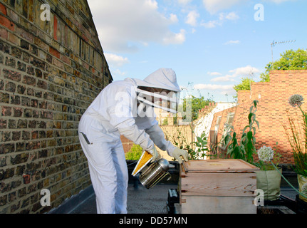 Elena Polisano hält einen Bienenstock der Honigbienen auf dem Dach des drei Hirschen Pub in Lambeth bei London Stockfoto