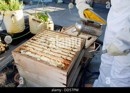 Elena Polisano hält einen Bienenstock der Honigbienen auf dem Dach des drei Hirschen Pub in Lambeth bei London Stockfoto