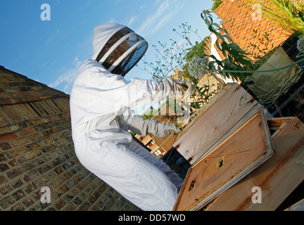 Elena Polisano hält einen Bienenstock der Honigbienen auf dem Dach des drei Hirschen Pub in Lambeth bei London Stockfoto