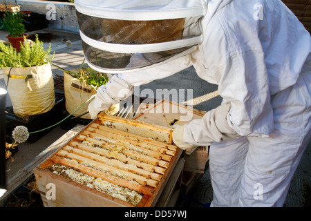 Elena Polisano hält einen Bienenstock der Honigbienen auf dem Dach des drei Hirschen Pub in Lambeth bei London Stockfoto