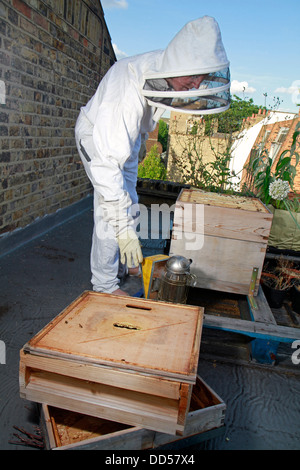 Elena Polisano hält einen Bienenstock der Honigbienen auf dem Dach des drei Hirschen Pub in Lambeth bei London Stockfoto