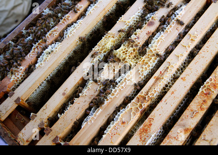 Elena Polisano hält einen Bienenstock der Honigbienen auf dem Dach des drei Hirschen Pub in Lambeth bei London Stockfoto