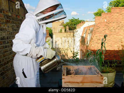 Elena Polisano hält einen Bienenstock der Honigbienen auf dem Dach des drei Hirschen Pub in Lambeth bei London Stockfoto