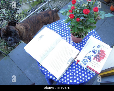 Genießen Sie einige Zeit zum Lesen mit einem niedlichen Boxer Hund und einen Topf mit rose Stockfoto