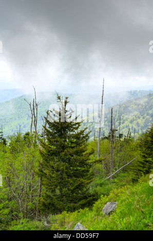 Die Aussicht vom Gipfel Clingmans Kuppel in den Great Smoky Mountains National Park Stockfoto