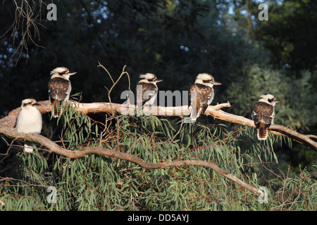 lachende Kookaburra, Dacelo novaeguineae Stockfoto