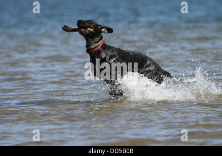 Deutsch Kurzhaar-Zeiger laufen durch Wasser mit einem Stock Stockfoto