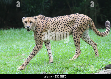 Ein Schuss von einem Geparden in Gefangenschaft Stockfoto