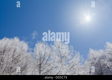 Rimed Bäume und Himmel, Präfektur Nagano Stockfoto