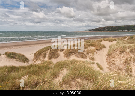 Dünengebieten Grass unter Ynyslas Sanddünen, die Stabilisierung, die immer noch wachsende Rollen Schindel Ridge und sandigen Hügel Stockfoto