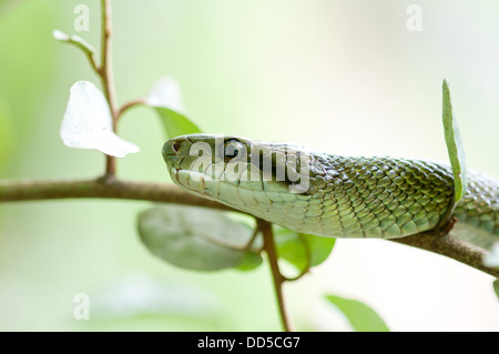 Schlange auf einem Baum Stockfoto