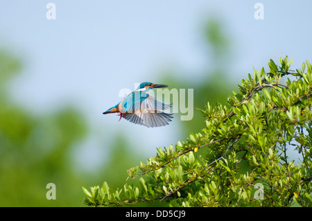 Fliegenden Eisvogel und Baum Stockfoto