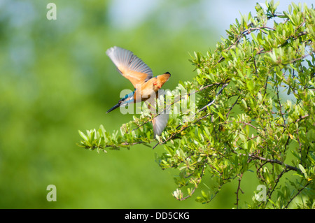 Fliegenden Eisvogel und Baum Stockfoto