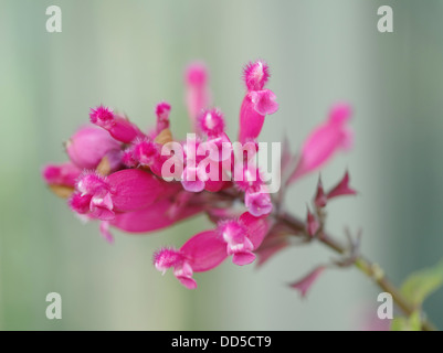 Rosenblatt-Salbei Stockfoto