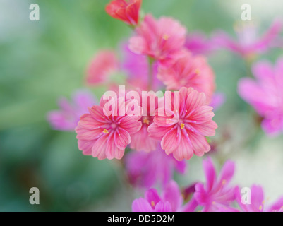 Lewisia cotyledon Stockfoto
