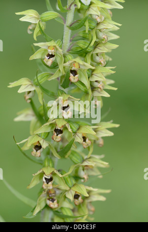 Breite Grünblättrige Helleborine Orchidee: Epipactis Nieswurz. Surrey, England. Stockfoto