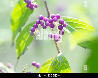 Japanische beautyberry Stockfoto