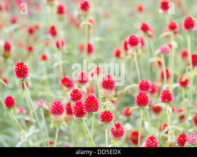Globe amaranth Stockfoto