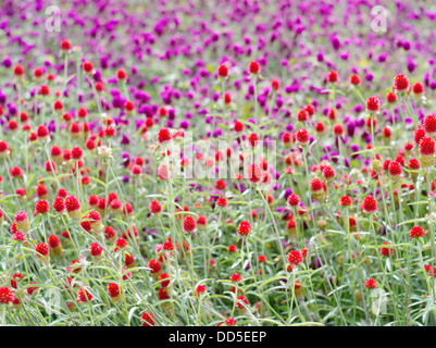Globe amaranth Stockfoto