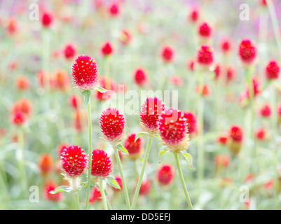 Globe amaranth Stockfoto