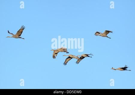 Kraniche (Grus Canadensis) im Flug Stockfoto