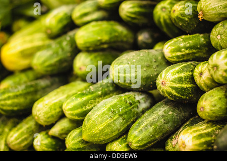 Frische grüne Gurken häufen sich auf dem lokalen Markt. Grüne Gurken Ernte Hintergrund Stockfoto