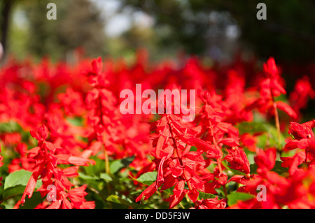 Rote Blumen auf der Wiese. Stockfoto