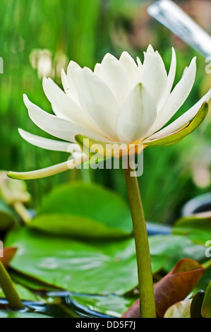 Weiße Seerose, Nahaufnahme. Vertikale Ansicht. Stockfoto