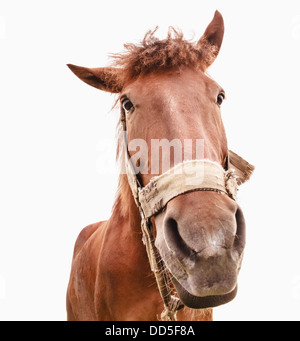 Braunes Pferd isoliert auf weißem Hintergrund fotografiert ein Weitwinkel-Objektiv Stockfoto