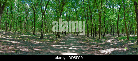 Panorama Eichenwald Stockfoto