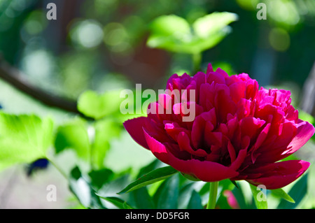 Pfingstrose Blüte im Freien. Einzelne. Closeup. Stockfoto