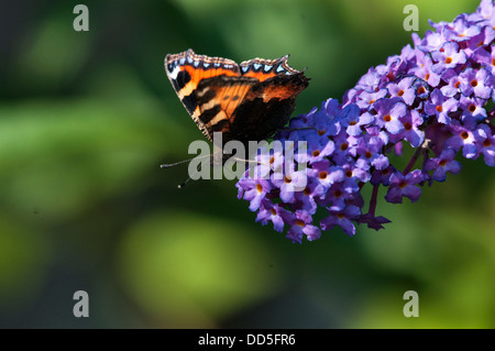 Kleiner Fuchs Schmetterling auf Sommerflieder davidii Stockfoto