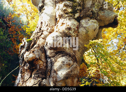 Stamm einer alten Buche. Hayedo de Montejo, Provinz Madrid, Spanien. Stockfoto